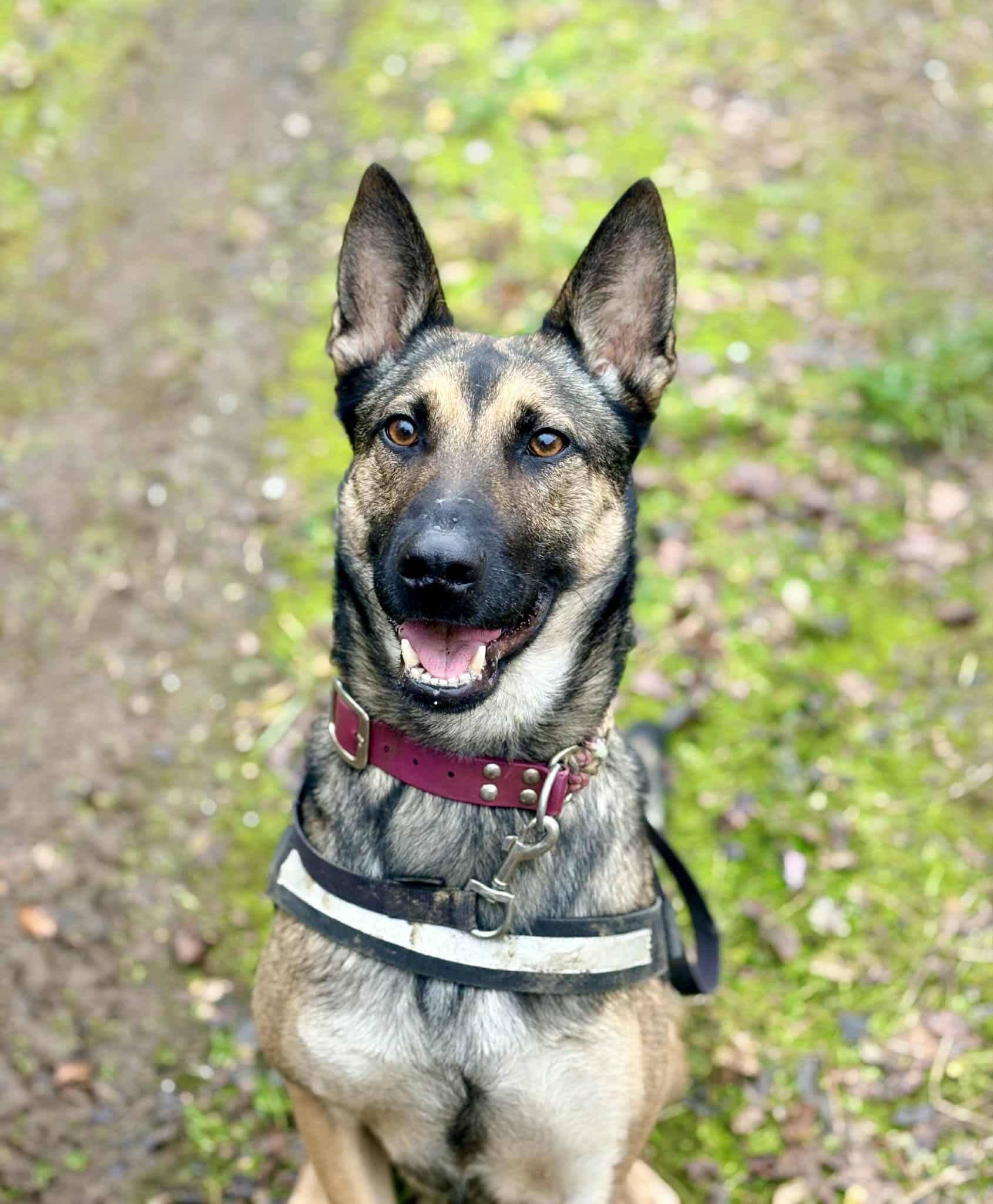 Lire la suite à propos de l’article URKA – Malinoise née en Juin 2023