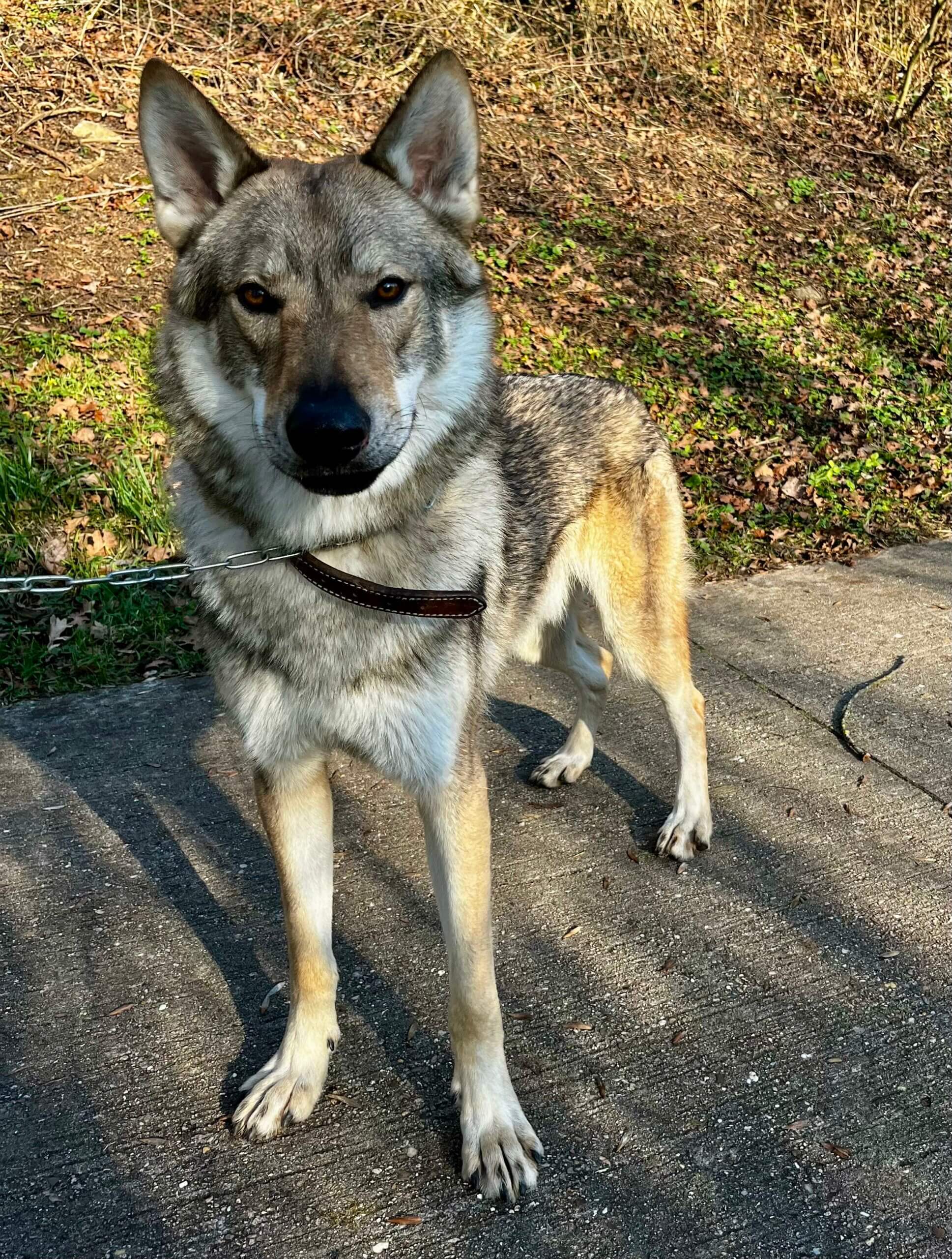 Lire la suite à propos de l’article 🐾 À l’adoption : VESUVE – 1 an – Chien-loup tchécoslovaque 🐾