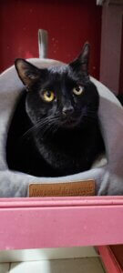 Lire la suite à propos de l’article ATTILA mâle (9 ans) — Pelage noir, cœur en or 🖤