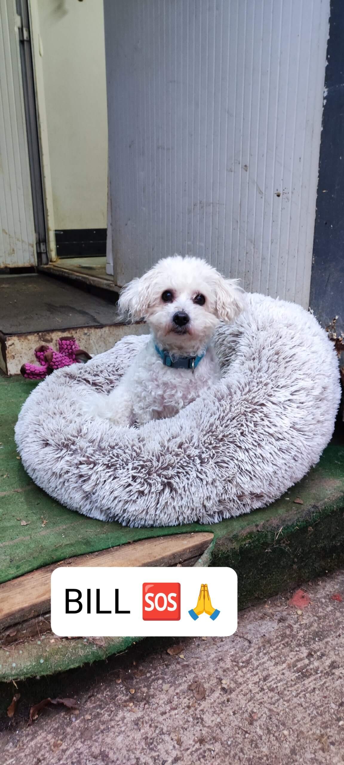 Lire la suite à propos de l’article SOS pour BILL – bichon mâle de 11 ans