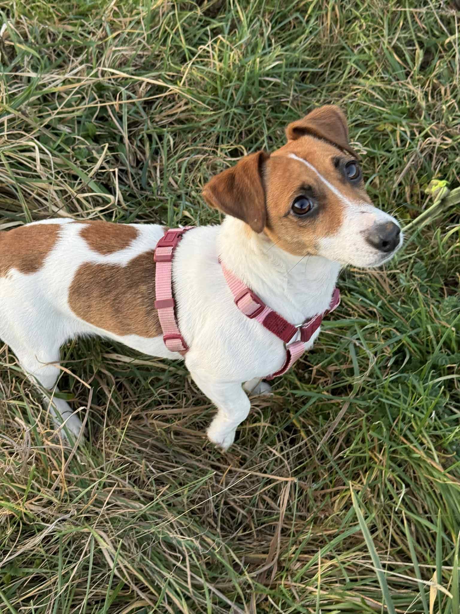 Lire la suite à propos de l’article ROSIE femelle jack – Seulement 1 an et demi, un tout petit gabarit, et déjà la vie lui demande d’être forte 🆘🚨