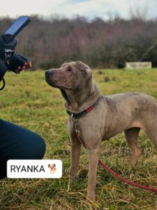 Lire la suite à propos de l’article RYANKA – Shar-Peï, née en janvier 2020