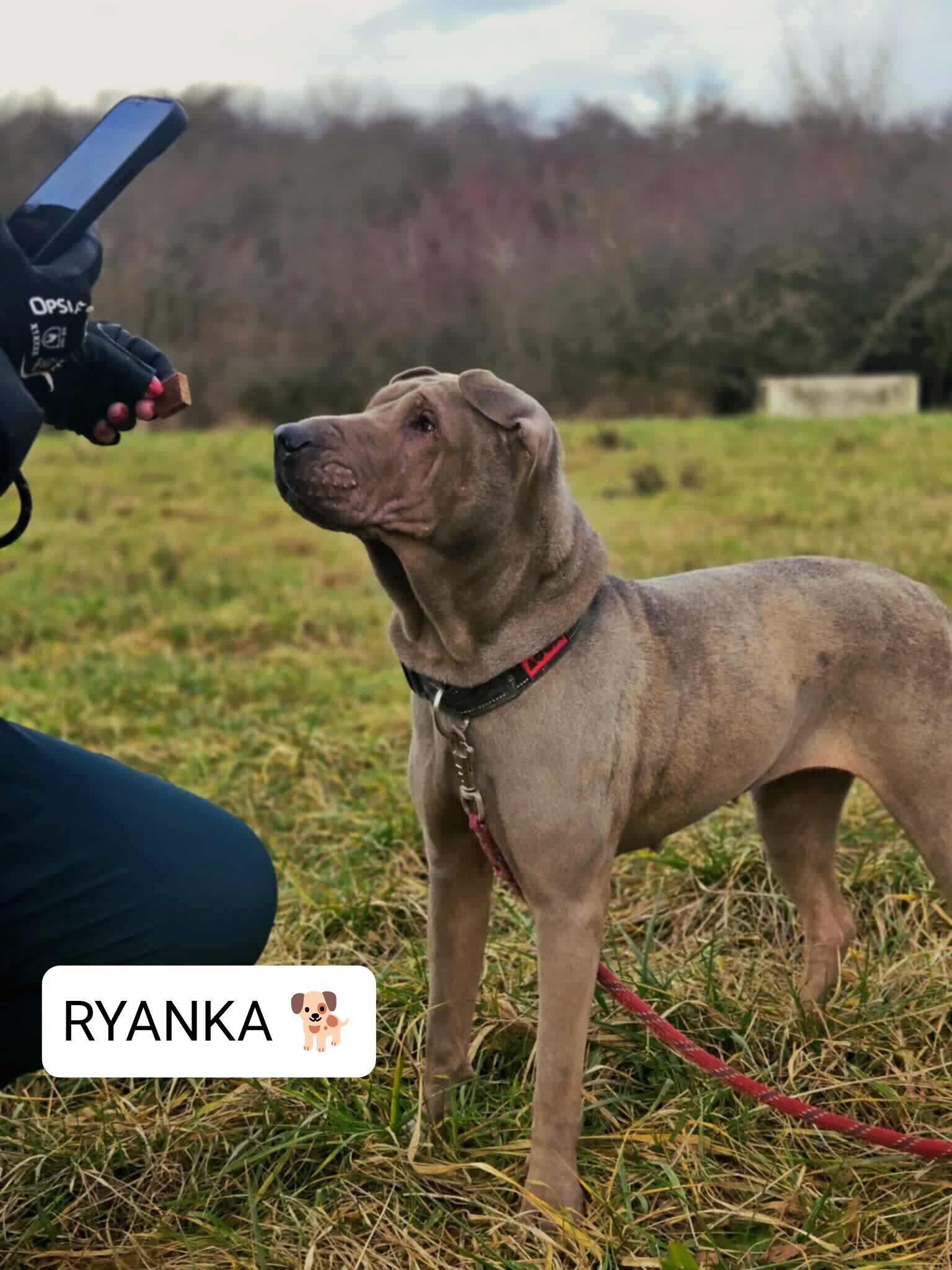 Lire la suite à propos de l’article RYANKA – Shar-Peï, née en janvier 2020