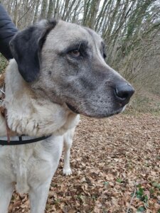 Lire la suite à propos de l’article 🆘💔 URGENCE – Famille d’accueil recherchée pour NINA , malheureusement condamnée 💔🆘