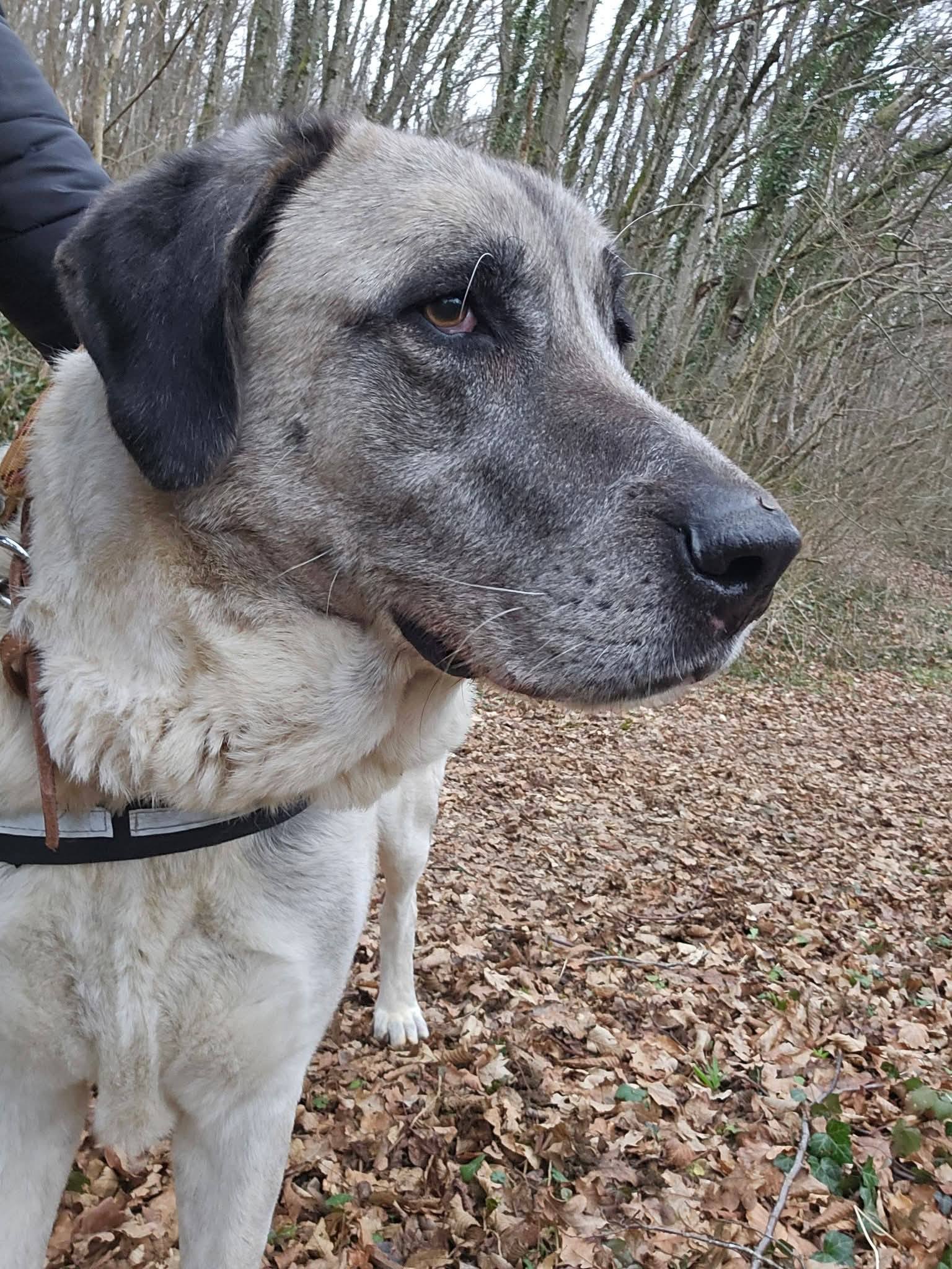 Lire la suite à propos de l’article 🆘💔 URGENCE – Famille d’accueil recherchée pour NINA , malheureusement condamnée 💔🆘