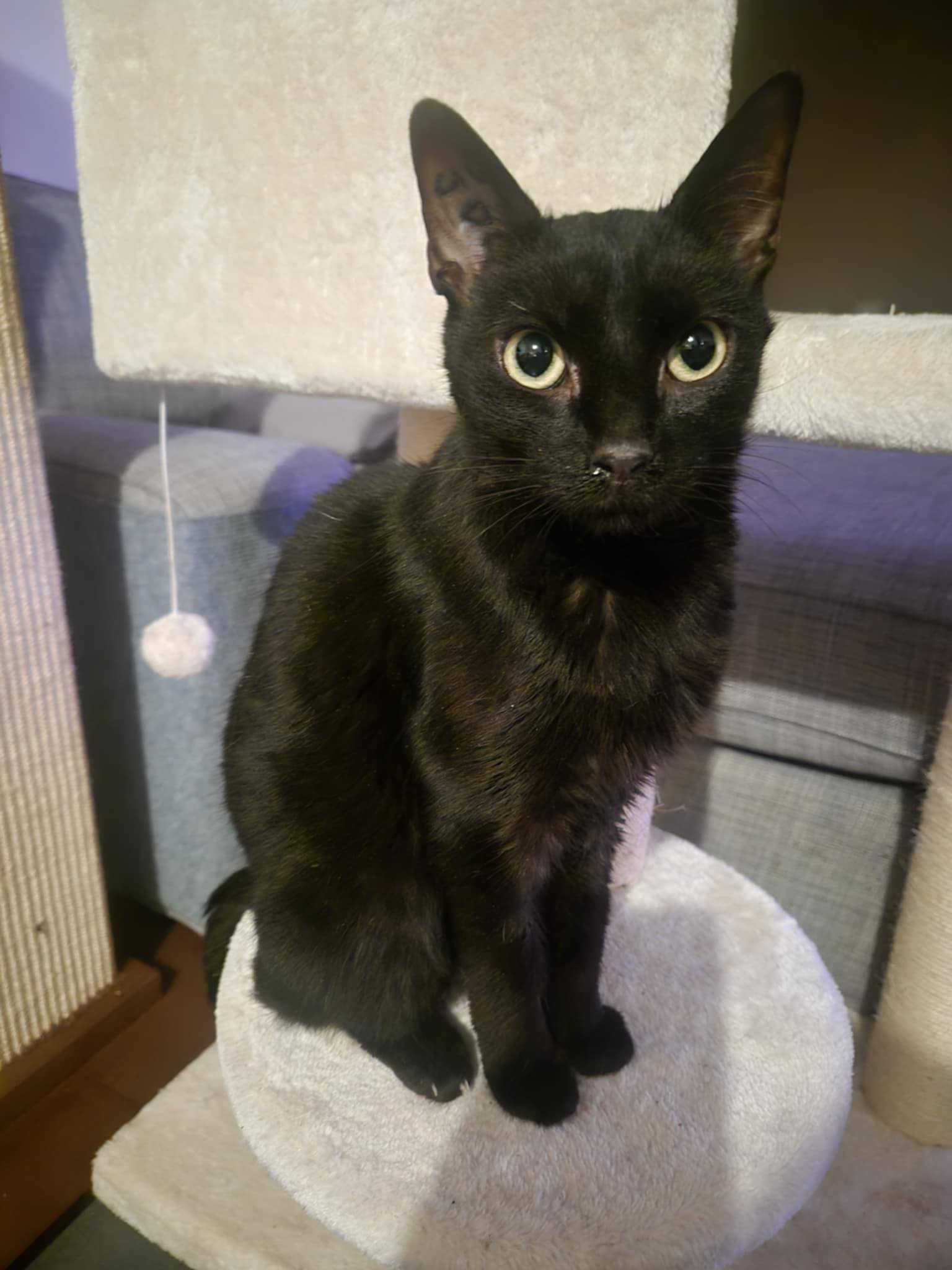 Lire la suite à propos de l’article Xila, petite panthère douce et attachante -née en décembre 2023