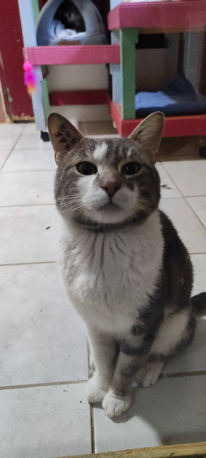 Lire la suite à propos de l’article Nouvelle petite star à l’adoption : ROBY !