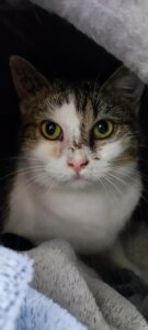 Lire la suite à propos de l’article HALIE, petite perle discrète à la recherche d’un foyer doux et patient – née en janvier 2024