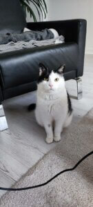 Lire la suite à propos de l’article Arturo – Le chat au cœur tendre qui attend sa famille en vain