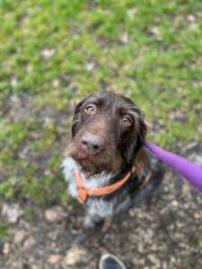 Lire la suite à propos de l’article Dollie, Drahthaar de 11 ans, vient également de perdre sa maîtresse