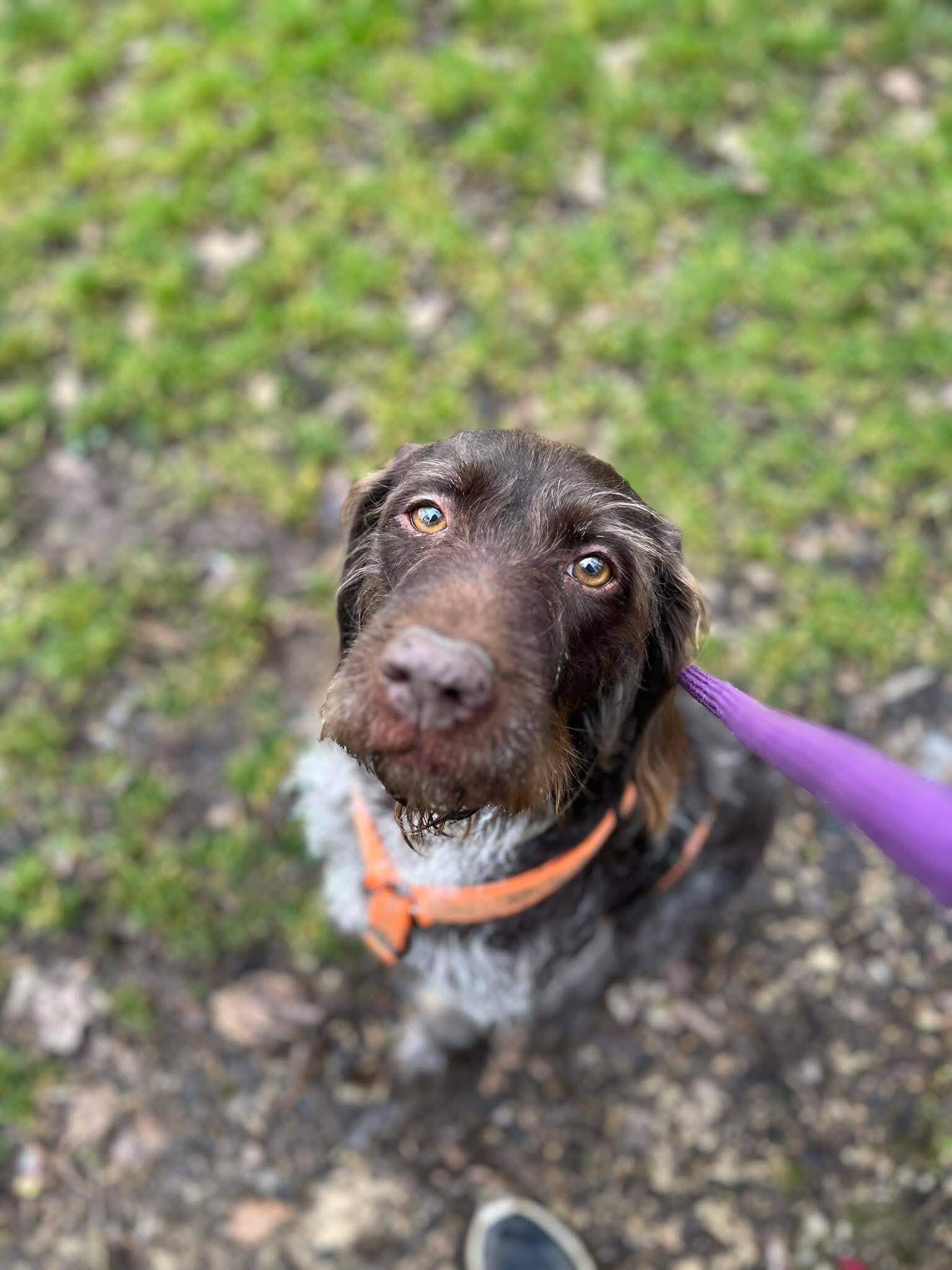 Lire la suite à propos de l’article Dollie, Drahthaar de 11 ans, vient également de perdre sa maîtresse