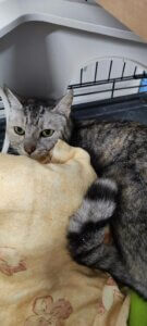 Lire la suite à propos de l’article COCOTTE, une petite âme brisée qui cherche à se reconstruire