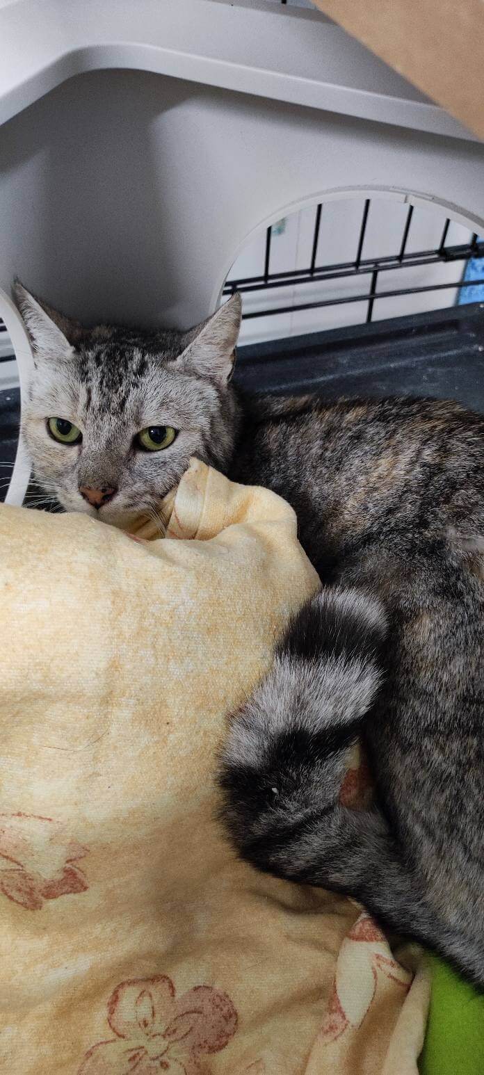 Lire la suite à propos de l’article COCOTTE, une petite âme brisée qui cherche à se reconstruire