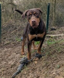 Lire la suite à propos de l’article Un vrai beau gosse : FAYSON – bientôt 1 an