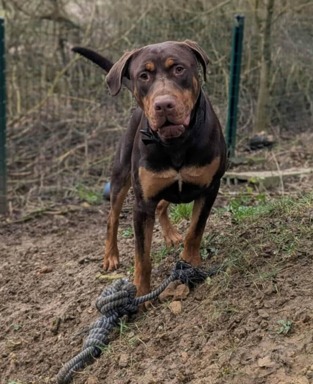 Lire la suite à propos de l’article Un vrai beau gosse : FAYSON – bientôt 1 an