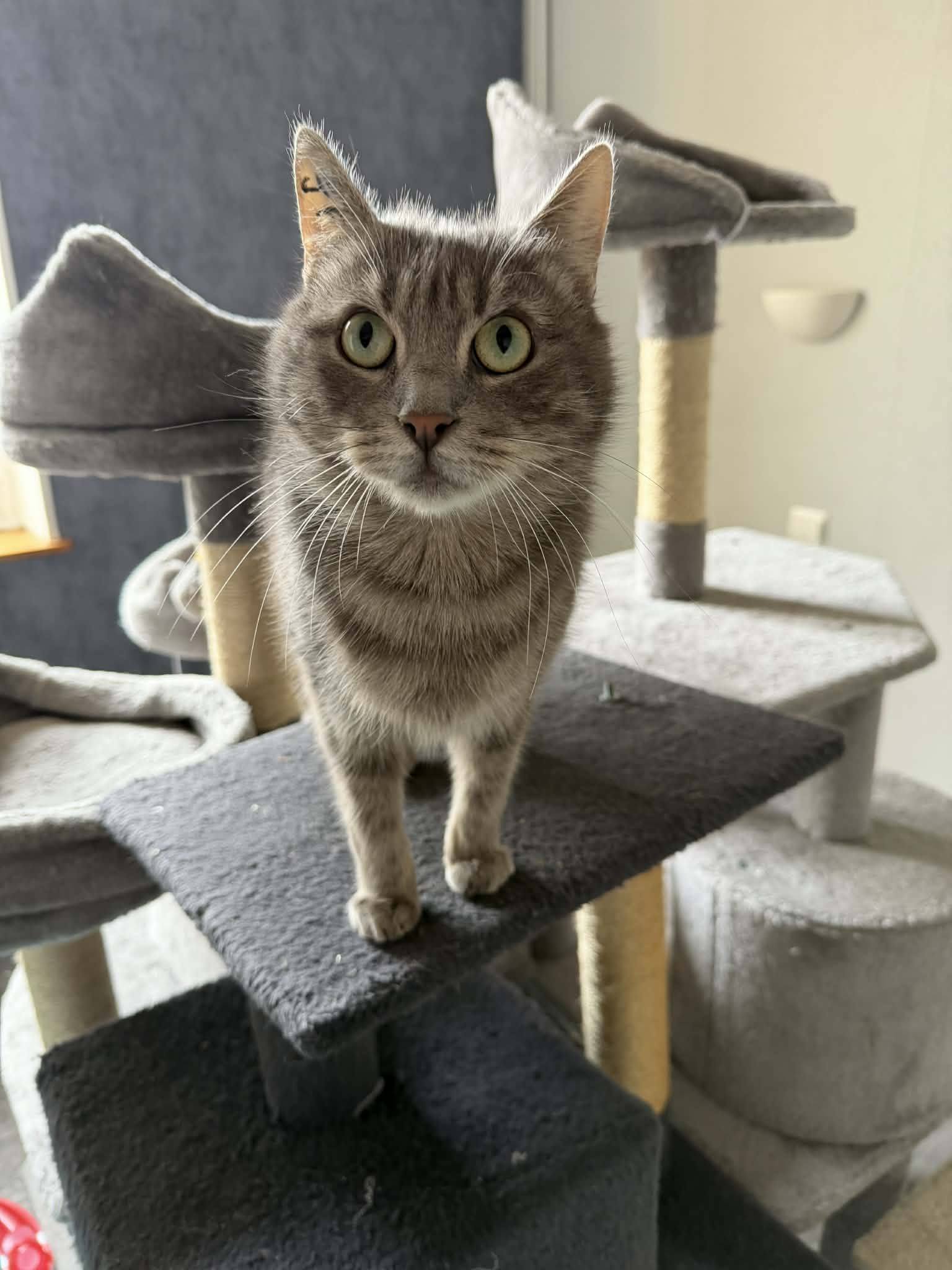 Lire la suite à propos de l’article JOLIE, une beauté au cœur tendre