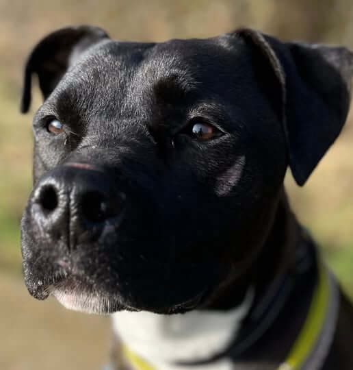 Lire la suite à propos de l’article LUFFY – Un cœur immense qui attend enfin sa lumière