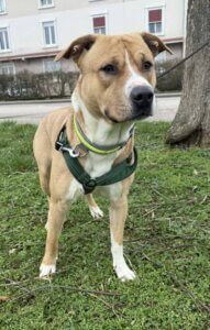 Lire la suite à propos de l’article Malco, jeune cœur tendre déjà au refuge…