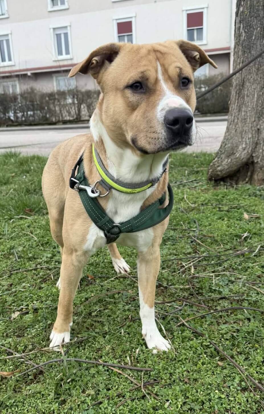 Lire la suite à propos de l’article Malco, jeune cœur tendre déjà au refuge…