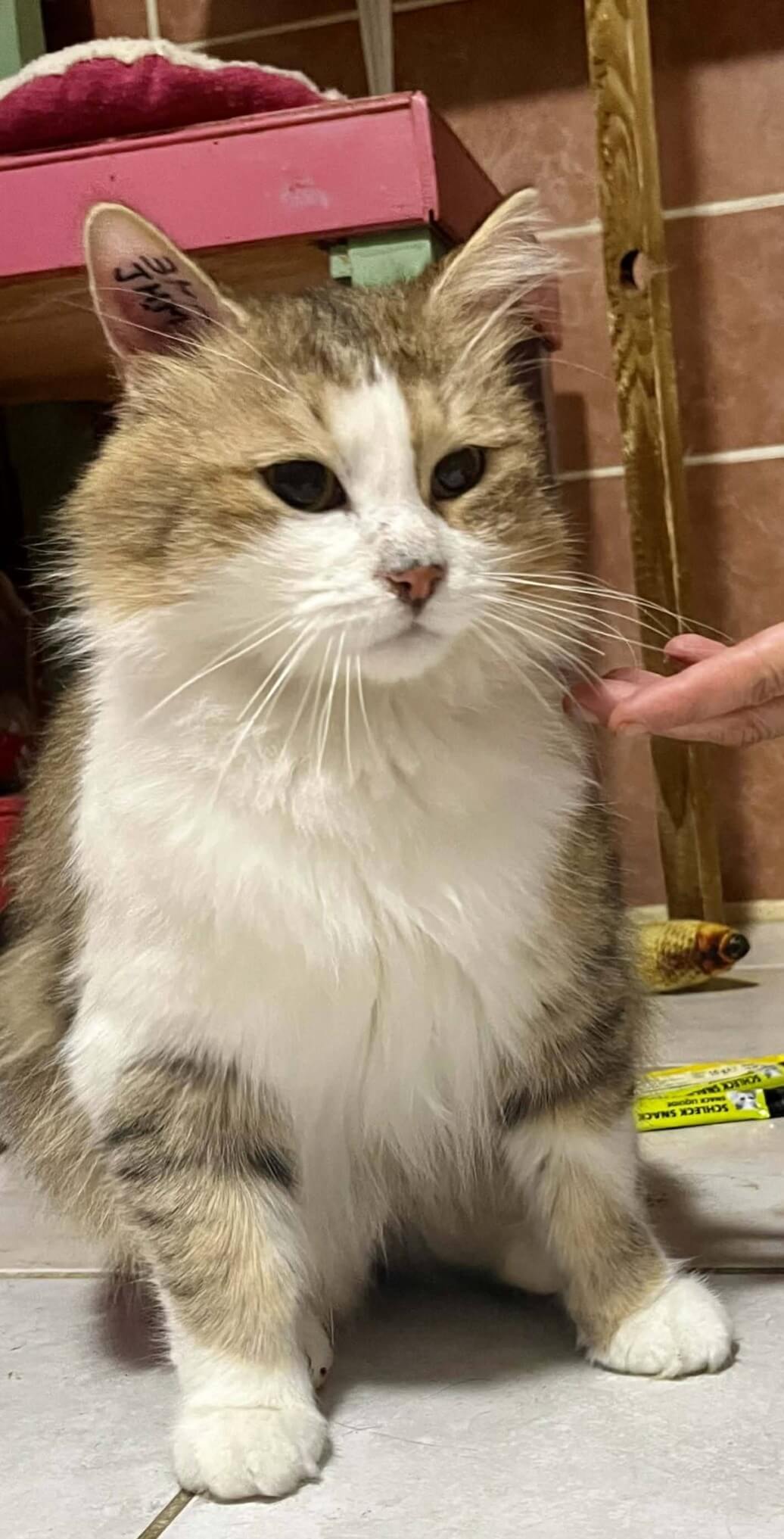 Lire la suite à propos de l’article NOUVEL ARRIVANT : MAX, UNE PETITE MERVEILLE !