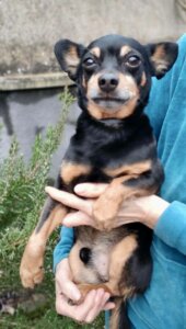 Lire la suite à propos de l’article OREX – Petit cœur brisé cherche une nouvelle main à aimer