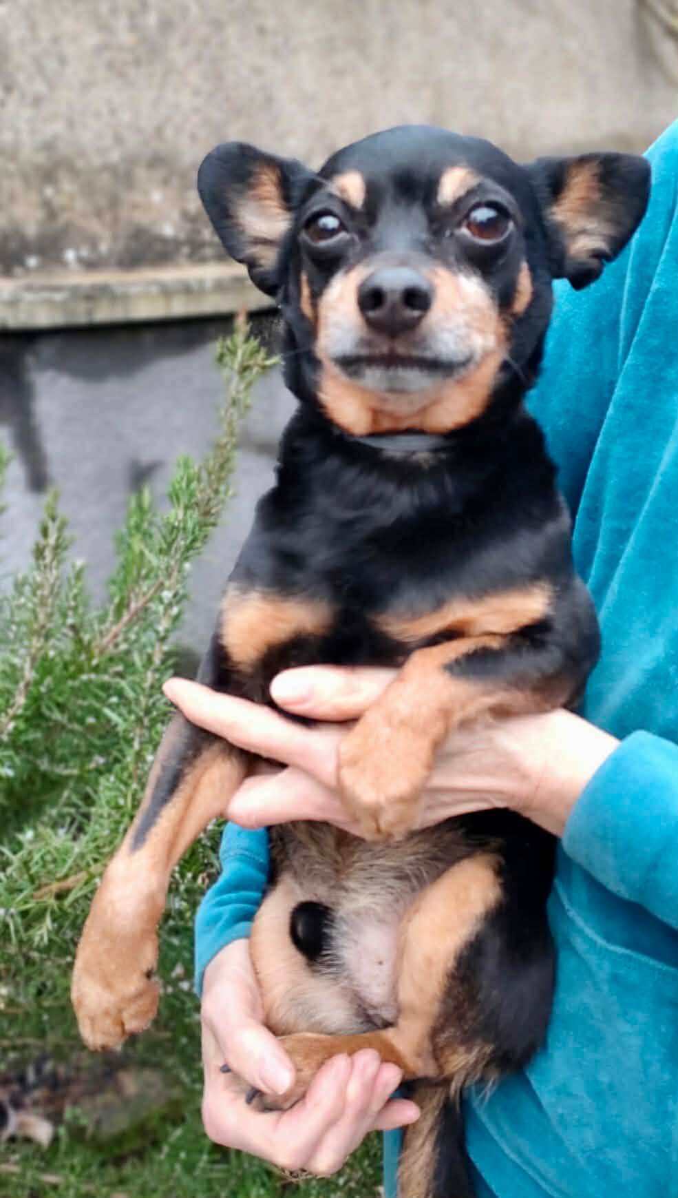 Lire la suite à propos de l’article OREX – Petit cœur brisé cherche une nouvelle main à aimer