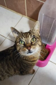 Lire la suite à propos de l’article 🐾 FIFI, petite tigrette pleine d’amour, cherche sa famille pour la vie ! 💛