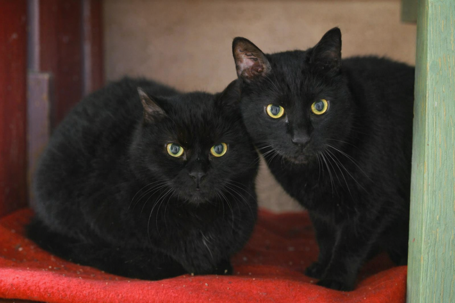 Lire la suite à propos de l’article ÉBÈNE & CHARBON – Deux petites âmes qui n’ont plus que l’un l’autre…