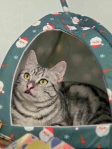 Lire la suite à propos de l’article Popette, petite survivante au look unique, cherche SA famille