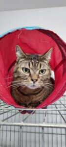 Lire la suite à propos de l’article PUSCO cherche sa famille pour la vie !