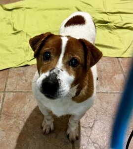 Lire la suite à propos de l’article ROC – un cœur immense qui attend sa famille