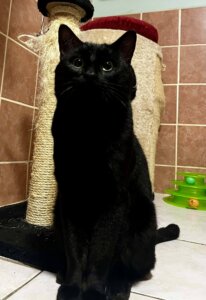 Lire la suite à propos de l’article Tybalt – né en décembre 2023, une petite étoile noire qui cherche sa lumière