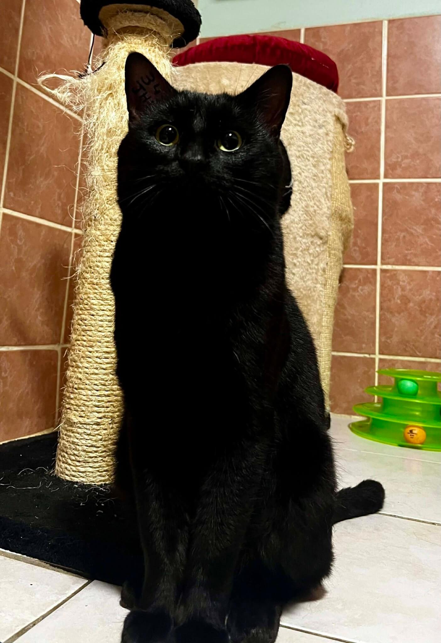 Lire la suite à propos de l’article Tybalt – né en décembre 2023, une petite étoile noire qui cherche sa lumière