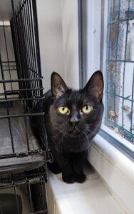 Lire la suite à propos de l’article Willow, notre petite panthère au cœur grand comme ça