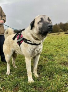 Lire la suite à propos de l’article YUKI – Un trésor d’Anatolie d&rsquo; 1 an qui mérite mieux que les effets de mode