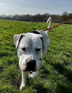 Lire la suite à propos de l’article T‑MAC — Un cœur immense dans un corps de gros nounours