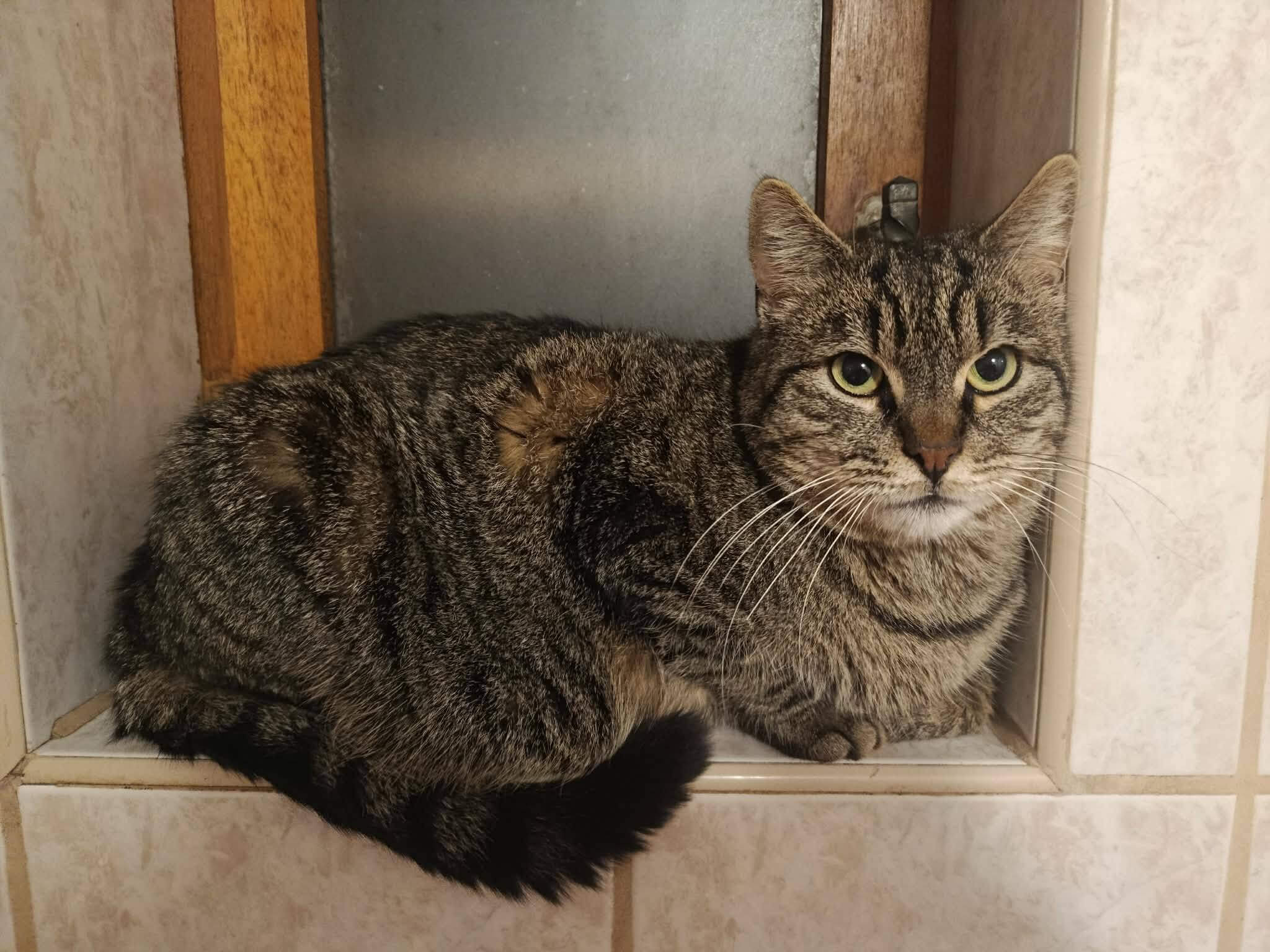 Lire la suite à propos de l’article Lucky, un petit cœur qui attend qu’on lui ouvre la porte… et le cœur.