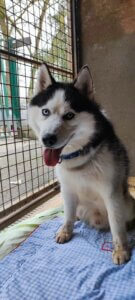 Lire la suite à propos de l’article TIGER – Jeune croisé Husky gabarit moyen