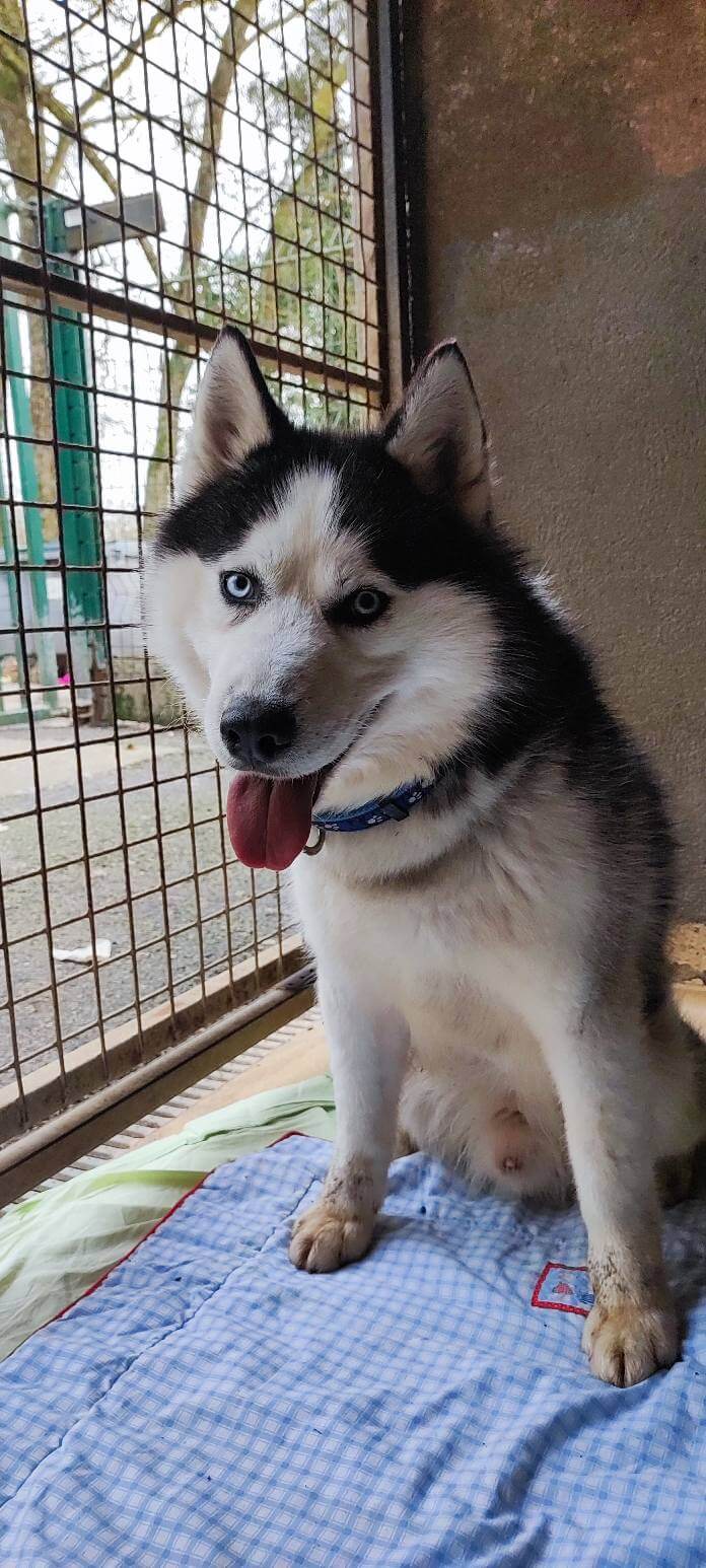 Lire la suite à propos de l’article TIGER – Jeune croisé Husky gabarit moyen