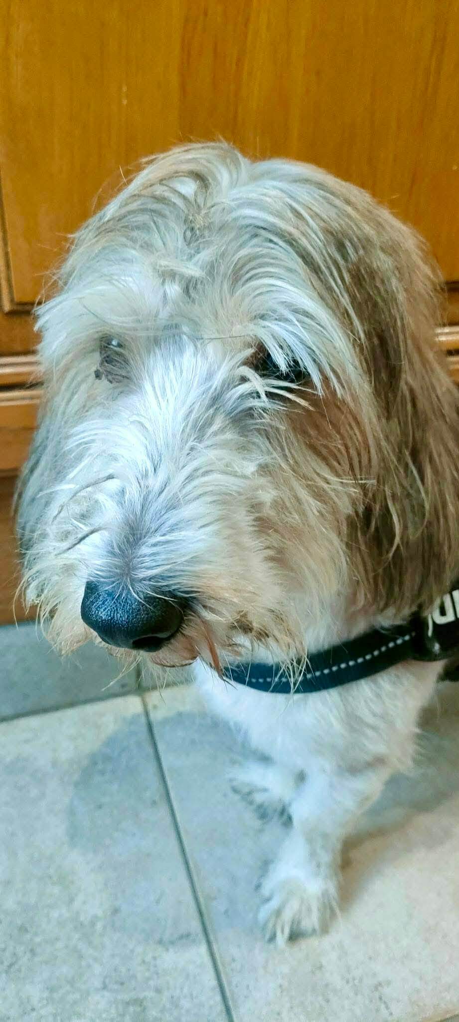 Lire la suite à propos de l’article URGENT – ATHOS DOIT TROUVER UNE FAMILLE AVANT LE 19 MARS