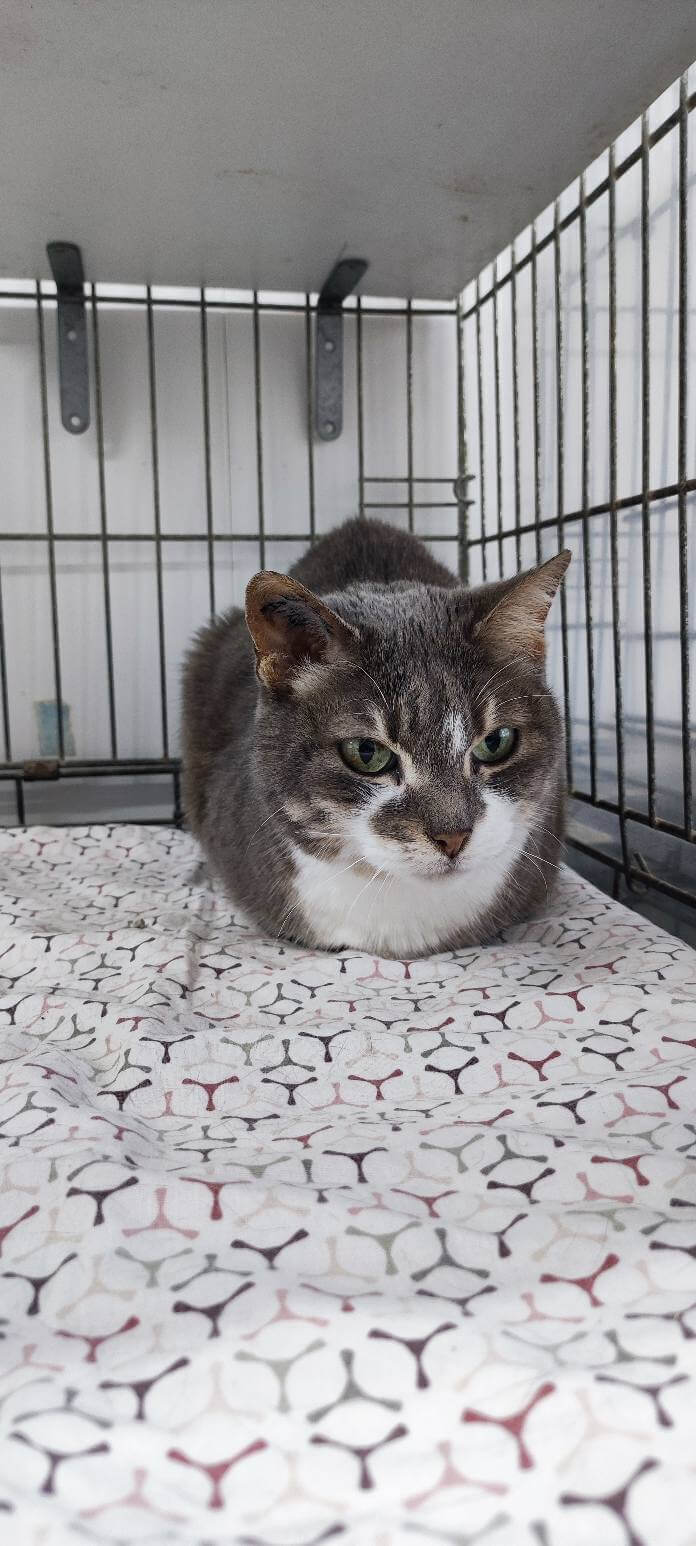 Lire la suite à propos de l’article Perla, petite âme douce née en mars 2018, cherche enfin la tendresse qu’elle mérite