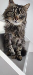 Lire la suite à propos de l’article SOS URGENCE FA ou ADOPTION (sans autres chats) — BISCUIT, UN AMOUR DE CHAT