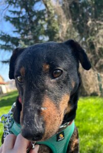 Lire la suite à propos de l’article Ruby – Jagd Terrier née en 2018, fraîchement arrivée au refuge !