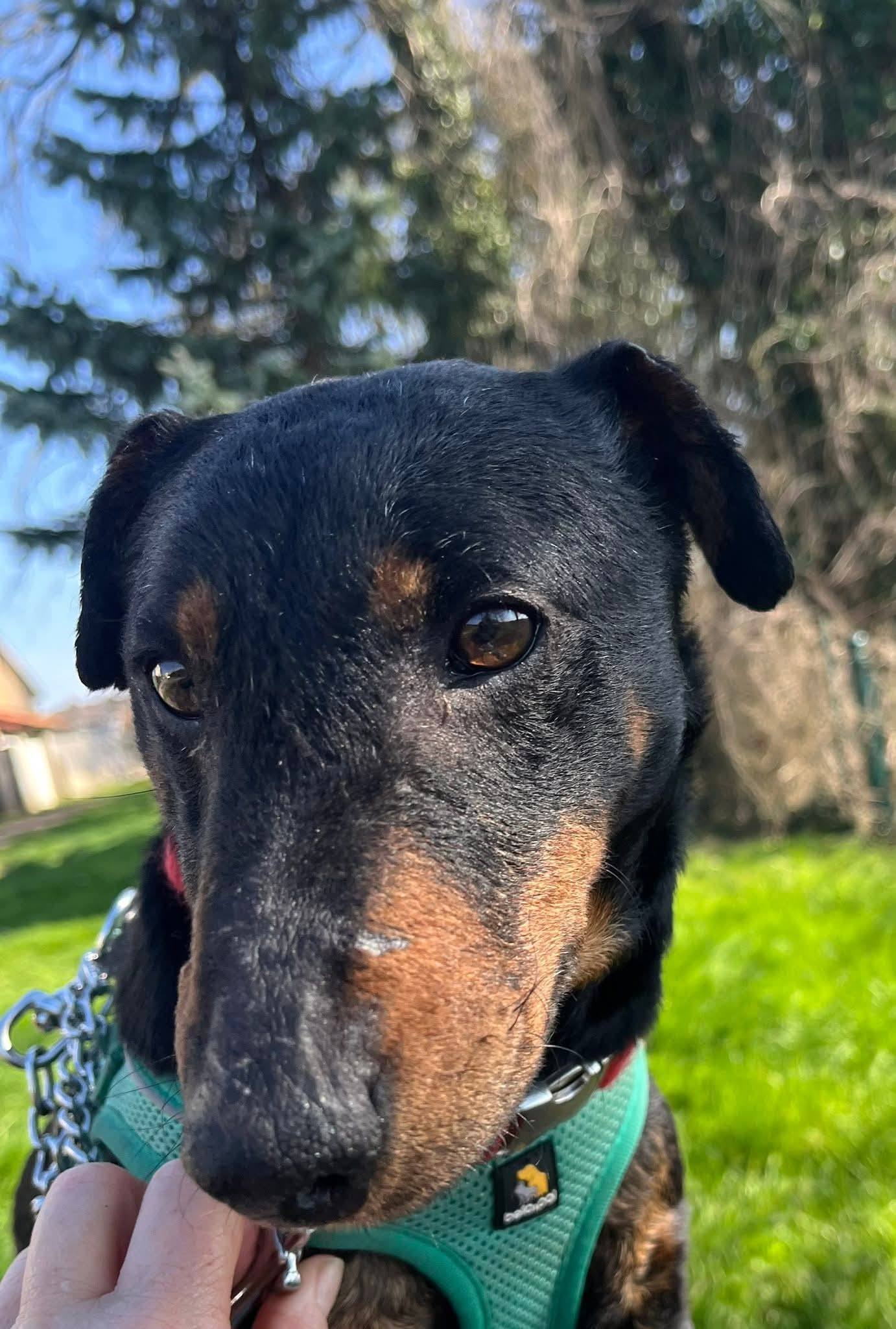 Lire la suite à propos de l’article Ruby – Jagd Terrier née en 2018, fraîchement arrivée au refuge !