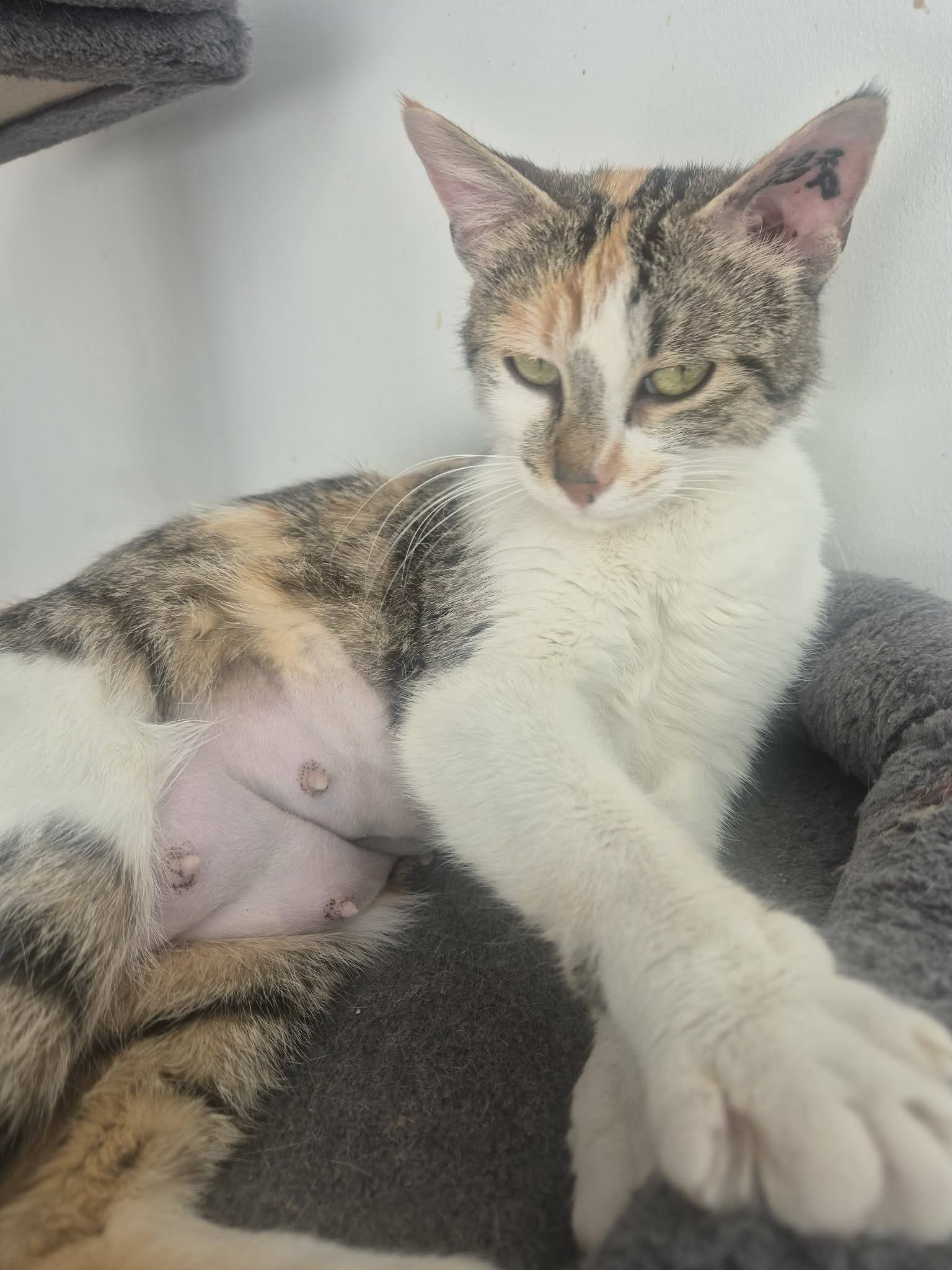 Lire la suite à propos de l’article PRALINE, née en octobre 2024, petite douceur à croquer, cherche sa famille pour la vie !