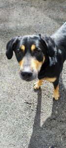 Lire la suite à propos de l’article TAGO — jeune croisé beauceron né en février 2022 : beauté, douceur et joie de vivre