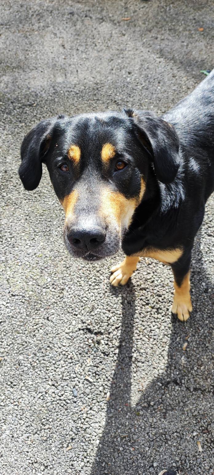 Lire la suite à propos de l’article TAGO — jeune croisé beauceron né en février 2022 : beauté, douceur et joie de vivre