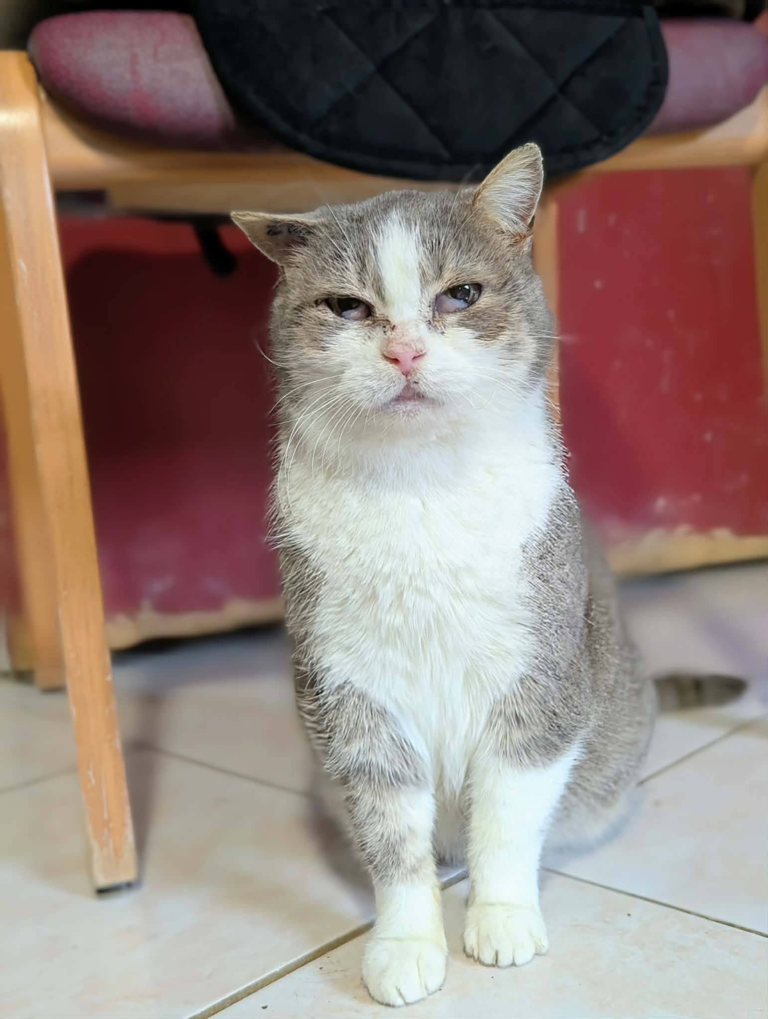 Lire la suite à propos de l’article Kitty cherche sa famille pour la vie !