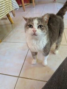 Lire la suite à propos de l’article Kitty cherche sa famille pour la vie !