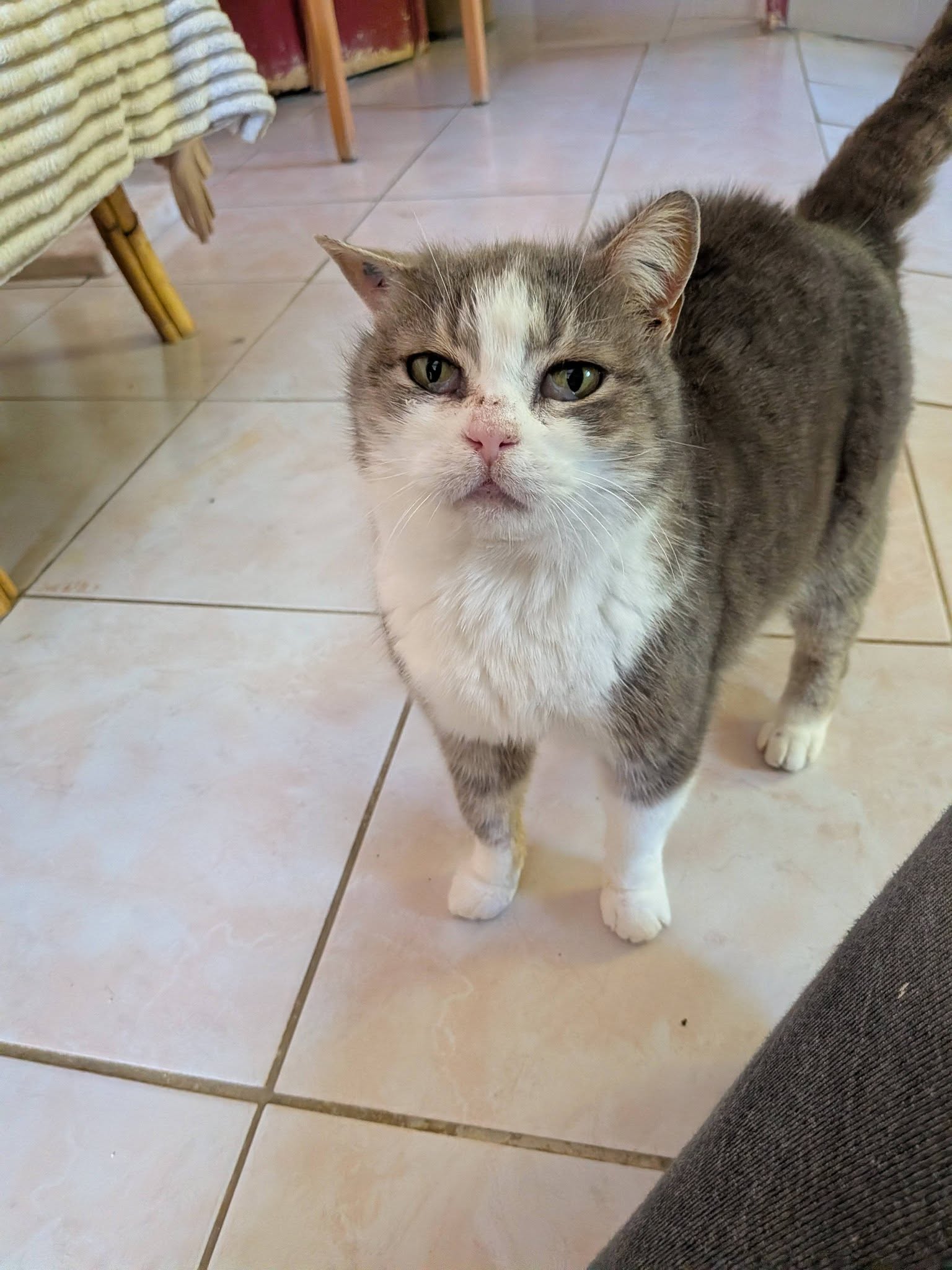 Lire la suite à propos de l’article Kitty cherche sa famille pour la vie !